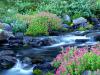 Paradise River, Mount Rainier National Park, Washington